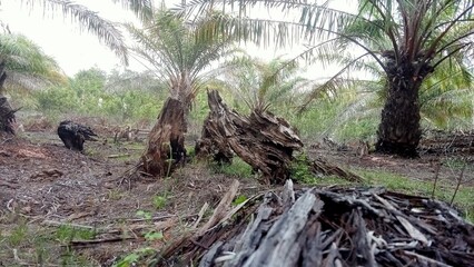 happiness among the palm groves.