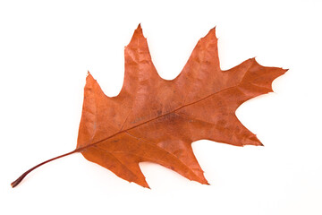 Autumn oak leaf isolated on white background. Fall season foliage.