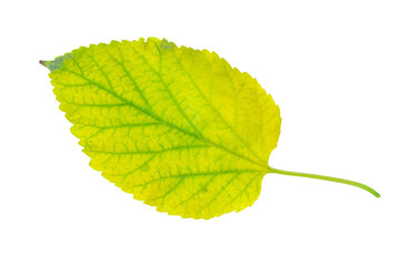 Autumn birch leaf isolated on white background. Autumn flora.