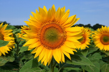 Fototapeta premium Sunflower.
