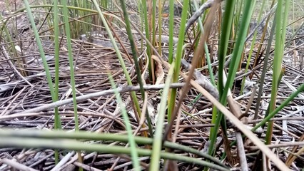 Natural grass of the vally.