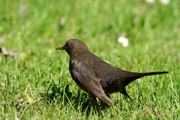 Black thrush.
