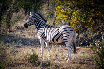 A zebra in Etosha National Park