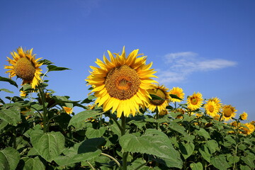 Sunflower.