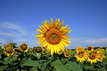 Sunflower.