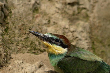 He is one of Europe's protected bird.