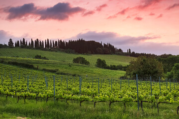 Vineyards of Tuscany at sunset. Italy