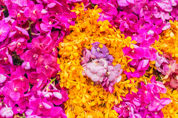 backdrop of beautifully arranged flower and bright colors is backdrop for flower in beautifully arranged garden at flower festival. Beautiful colorful background with Copy Space for inserting text.