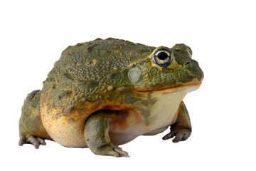 African bull frog on white background