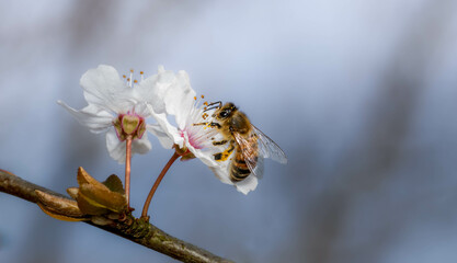 Abeille en gros plan