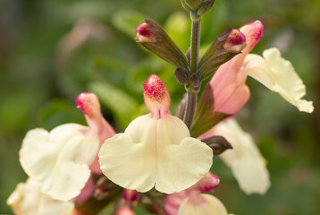 Salvia hot lips lemon (Salvia greggii 'Hot Lips' 'Lemon')