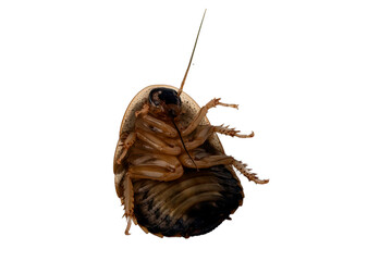 Cockroach Lie Upside Down Struggling on white background
