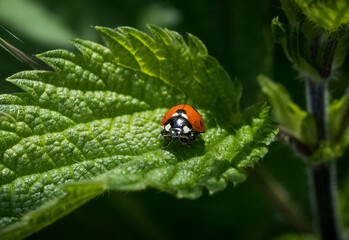 Coccinelle sur une feuille d'ortie