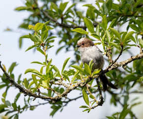 Oiseau perché sur une branche