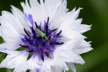 Insecte sur une fleur