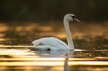 Łabędź niemy, łabędź biały, wielki ptak,  © MarcinRoj.Fotografia