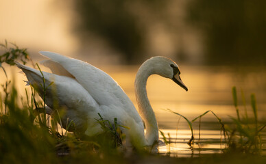 Łabędź niemy, łabędź biały, wielki ptak,  © MarcinRoj.Fotografia