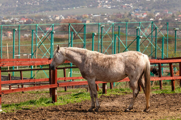 horse on the farm
