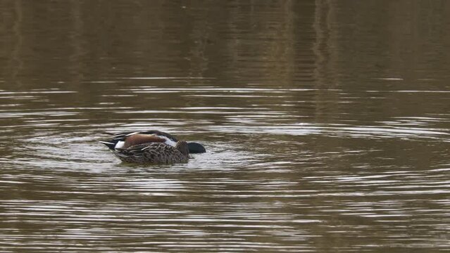 Northern shoveler, a swimming duck species, usually lives in fresh waters and sea coasts. They feed by eating living creatures, greenery and plankton in the water with their spatula-shaped beak.