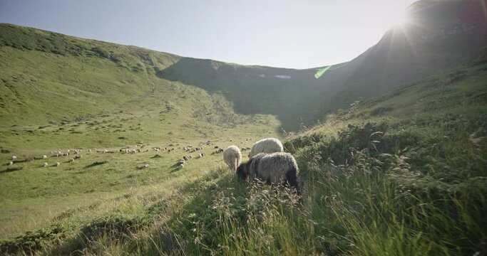 Camera Follows Sheep Joining Flock in Lush Carpathian Mountain Grazing Scene
