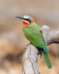 White-Fronted Bee-Eater