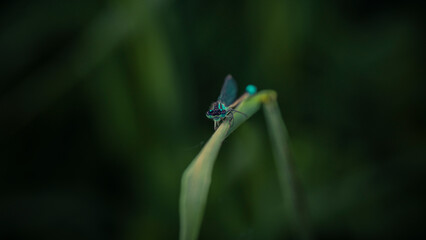 a little dragonfly is sitting on a blade of grass
