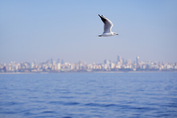 Seagull flying over the sea against the backdrop of the Istanbul city, Turkey