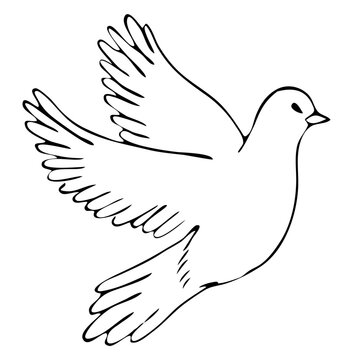 Flying dove. Graphic arts. Vector. Handmade