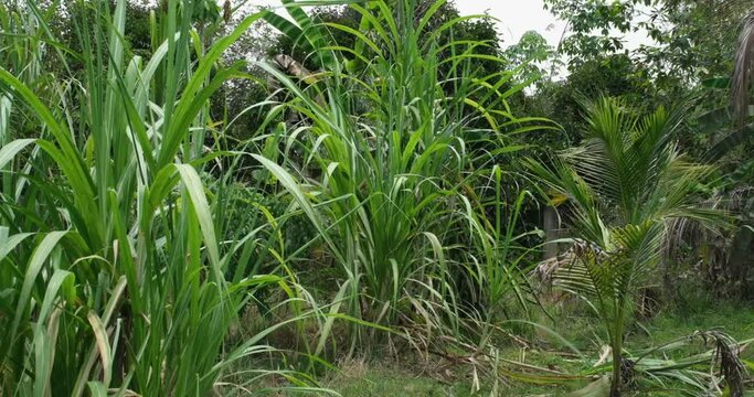 Fresh Sugar Cane Juice. Sari Tebu or Sugar cane juice or garapa is the liquid extracted from sugar cane in milling process. Typical drink from Brazil. organic and natural. Small Business. 4K video