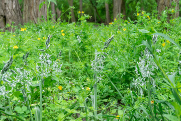 White flowers of drooping star bethlehem on meadow. Bells and buds  of ornithogalum nutans is...