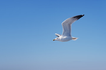 Large white seagulls fly against the sky