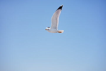Large white seagulls fly against the sky