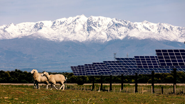 Renewable energy and livestock coexisting in a serene landscape