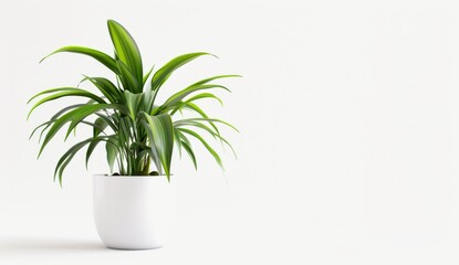 house plant isolated on a white background