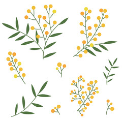 Set of mimosa branches, blooming set isolated on white background, simple floral design element, mimosa clipart