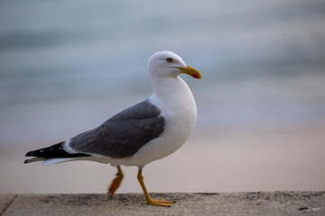Portrait of big sea gull against the sea