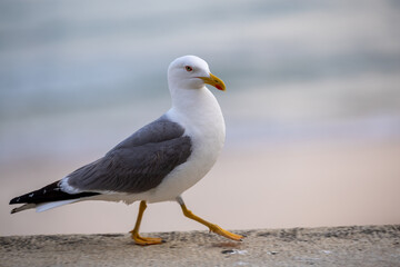 Fototapeta premium Portrait of big sea gull against the sea