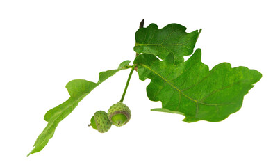 oak autumn leaves and acorns. Close-up of an oak branch with green leaves and acorns. oak tree...
