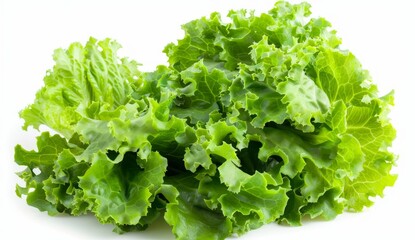 Lettuce isolated on a white background