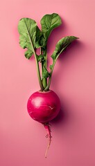 Fototapeta premium Freshly Harvested Organic Radish with Vibrant Green Leaves on Pink Background