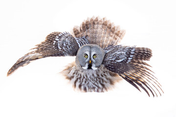 Great grey owl in flight on a white background