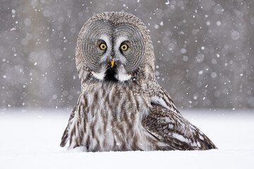 Great grey owl in snowy weather
