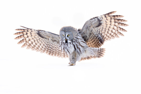 Great grey owl in mid-flight against white background