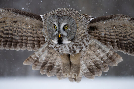 Majestic great grey owl in flight among snowflakes