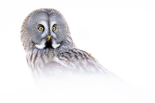 Majestic Great grey owl staring with piercing eyes