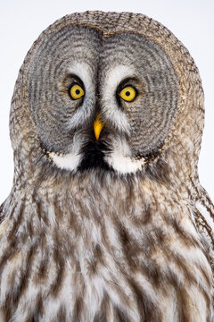 Close-up of a great grey owl's face