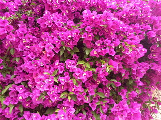 Purple Bougainvillea flowers blooming in the garden