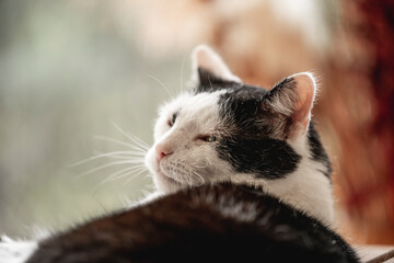 beautiful black and white cat feline chilling inside in beautiful brown cozy interior sleep sleeping