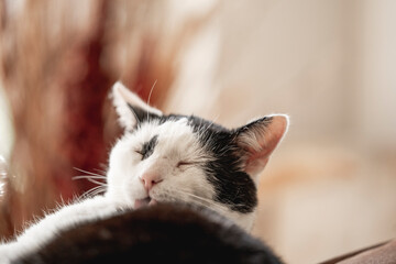 beautiful black and white cat feline chilling inside in beautiful brown cozy interior sleep sleeping