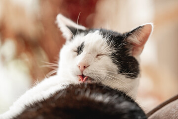 beautiful black and white cat feline chilling inside in beautiful brown cozy interior sleep sleeping